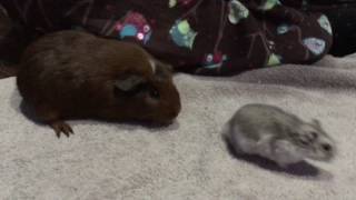 Guinea Pig Meets Hamster for The First Time [upl. by Eudo293]