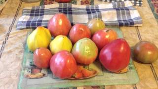 Oxheart Tomato Varieties [upl. by Yesnik]