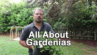 ALL ABOUT GARDENIAS  Details about different varieties and how to grow Gardenias [upl. by Leuams991]