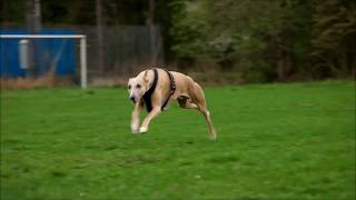 Whippet  running at 35 miles per hour [upl. by Amahcen]