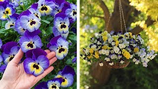 How to Plant Universal Pansies WinterSpring Guide [upl. by Nyladgam956]