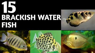 Brackish water fish  Brackish Aquarium fish  Types of brackish water fish [upl. by Tufts]