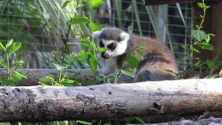 RingTailed Lemur Observation Video [upl. by Kohler]