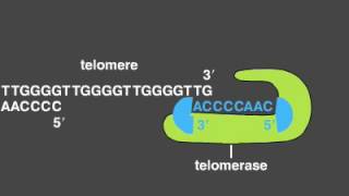 Telomere Replication [upl. by Iams]