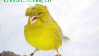 CANARY SINGING GLOSTER  Serinus canaria Traing CD [upl. by Jary]