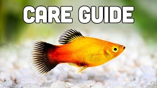 Platy Fish Care Guide aka My Favorite Livebearer for Beginners [upl. by Naiviv209]