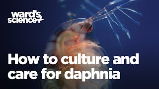 Caring and Culturing for Daphnia [upl. by Stannfield]