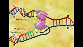 DNA Replication 3D Animation [upl. by Mayhew]