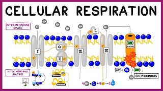 Cellular Respiration Glycolysis Krebs Cycle amp the Electron Transport Chain [upl. by Neivad205]