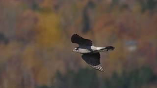 Northern Goshawk slow motion flight Hawk Ridge 2018 [upl. by Suivatram443]