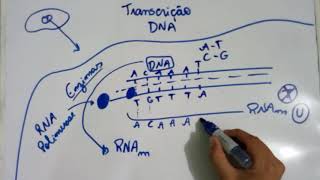 Transcrição do DNA  Explicação Detalhada [upl. by Leiser352]