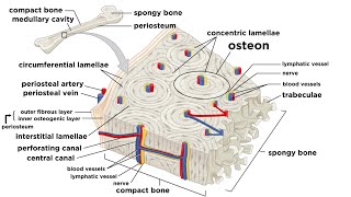 Bones Structure and Types [upl. by Esikram470]