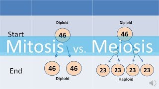 Mitosis vs Meiosis updated [upl. by Fenner]