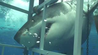 Swimming With A Great White Shark In Guadalupe Mexico [upl. by Eirol]