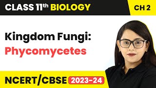 Kingdom Fungi Phycomycetes  Biological Classification  Class 11 Biology Chapter 2  NCERTCBSE [upl. by Hertzfeld]