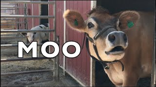 COW SOUNDS REAL COWS FOR KIDS COWS GO MOO COMPILATION [upl. by Renae]