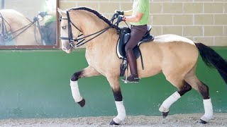 Lusitano Horse GRAN PRIX LEVEL for sale [upl. by Niryt]