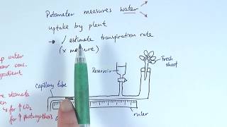 AS Biology  Transpiration OCR A Chapter 93 [upl. by Annert128]