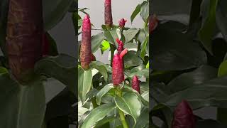 COSTUS WOODSONII  SCARLET SPIRAL FLAG [upl. by Simaj]