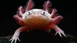 Axolotl Documentary [upl. by Gnemgnok]