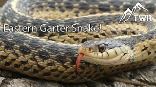 The Eastern Garter Snake Everything You Need To Know [upl. by Anihta]