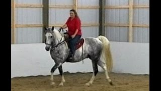 Work That Walk Gaited Horse Gait Training Naturally [upl. by Dorolisa]