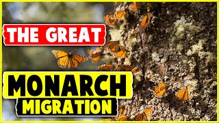 The Great Monarch Migration [upl. by Fernande12]