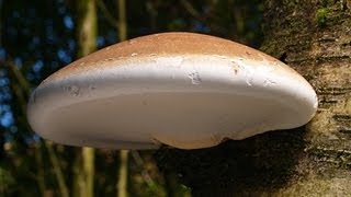 The Magical Birch Polypore [upl. by Lledra]