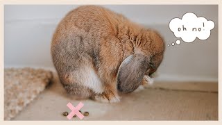 THE Rabbit Potty Training Video [upl. by Park]