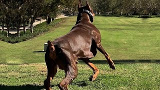 BEST OF DOBERMAN  THE SUPER INTELLIGENT DOG [upl. by Scoville930]