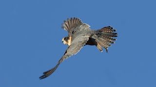 Falcons in the wild of Australia  Hobby Grey Falcon [upl. by Saixela]