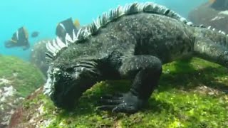 Swimming Marine Iguanas  Galapagos  BBC Earth [upl. by Eiralih]