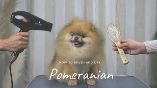 POMERANIAN GROOMING MASTERCLASS by Pomeranian Beauty [upl. by Ahsemac]