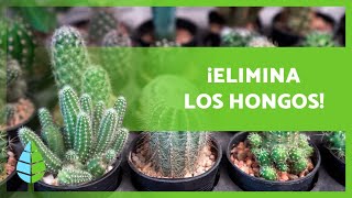 8 FUNGICIDAS CASEROS para CACTUS 🌵  ¿Cómo usarlos [upl. by Ahsaek956]