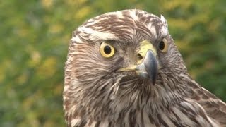 Goshawks on pheasants and rabbits [upl. by Tybald936]