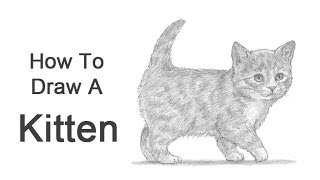 How to Draw a Kitten [upl. by Keram689]