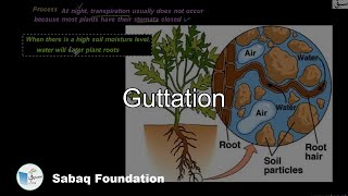 Guttation Biology Lecture  Sabaqpk [upl. by Izaak]