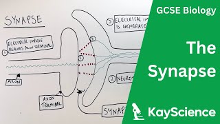 The Synapse  GCSE Biology  kaysciencecom [upl. by Adnuhsat]