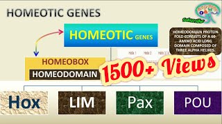 HOMEOTIC GENES HOMEOBOX HOMEODOMAIN Use 🎧 for BETTER AUDIO [upl. by Ik]