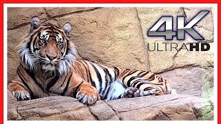 London Zoo Animals  FULL walking tour  Things to do in LONDON  3h40m [upl. by Adalbert]