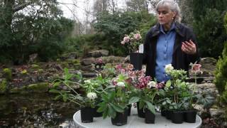 All About Hellebores [upl. by Arehsat]