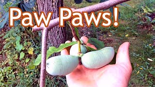 Paw Paw  Where we plant them in our landscape [upl. by Reltuc]