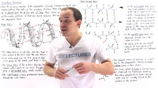 Secondary Structure of Proteins [upl. by Schouten275]