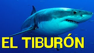 El TIBURÓN cómo vive alimentación nado morfología🦈 [upl. by Olli]