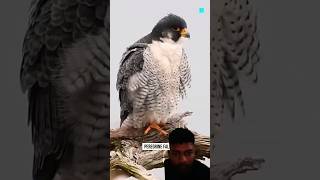 Peregrine Falcon😱 [upl. by Modeerf]