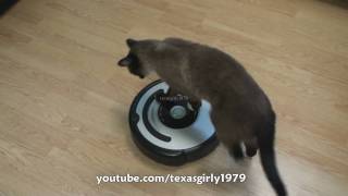 Cat shows HOW TO use iRobot Roomba Vacuum [upl. by Bastien]