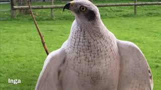 Nordic Goshawks Breeding Project [upl. by Okun331]