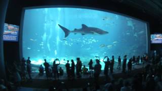 Georgia Aquarium Virtual Tour 1080p HD [upl. by Novej]