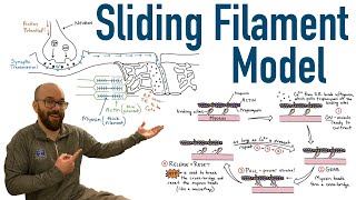 Sliding Filament Model and Excitation Contraction Coupling [upl. by Liane]