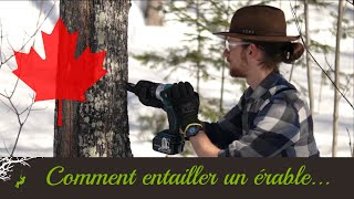 Comment Entailler un Érable  Enseigné par un arboriste [upl. by Swisher]